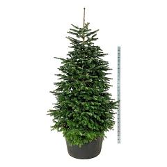 Abies nordmanniana