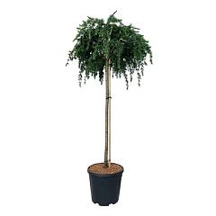 Cedrus deod. 'Feelin' Blue'