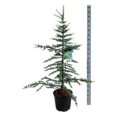 Cedrus libani 'Glauca'