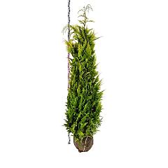 Chamaecyparis l. 'Ivonne'