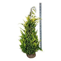 Chamaecyparis l. 'Stardust'