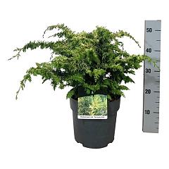 Chamaecyparis o. 'Fernspray Gold'