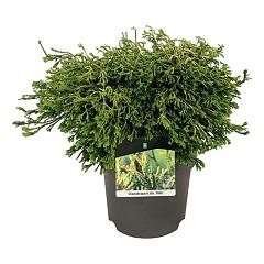 Chamaecyparis o. 'Gitte'