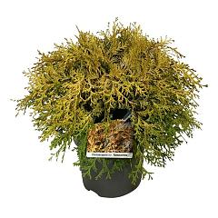 Chamaecyparis o. 'Kamarachiba'