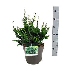 Chamaecyparis o. 'Teddy Bear'
