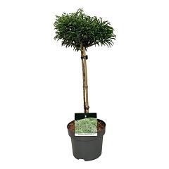 Cryptomeria j. 'Toda'