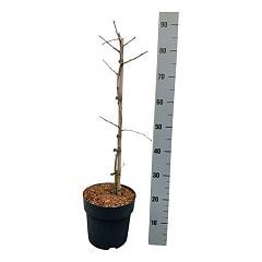 Ginkgo biloba 'Compacta'