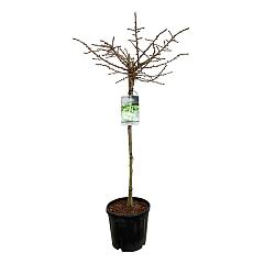 Ginkgo biloba 'Mariken'