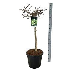 Ginkgo biloba 'Mariken'