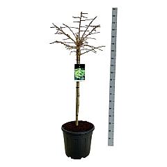 Ginkgo biloba 'Mariken'