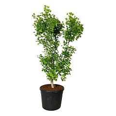 Ginkgo biloba 'Millstone'