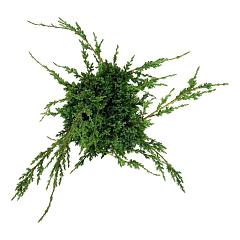 Juniperus chin. 'Blue Alps'