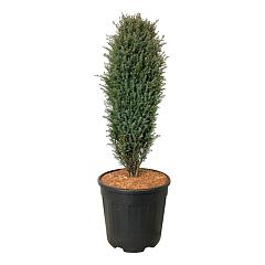Juniperus comm. 'Compressa'