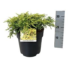 Juniperus comm. 'Goldschatz'