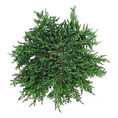 Juniperus comm. 'Greenmantle'