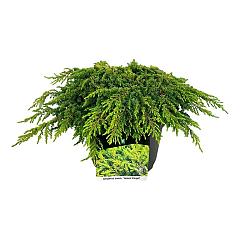 Juniperus comm. 'Lemon Carpet'