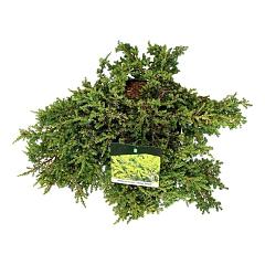 Juniperus comm. 'Lemon Carpet'