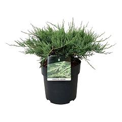 Juniperus hor. 'Agnieszka'