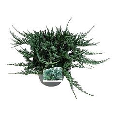 Juniperus hor. 'Blue Chip'