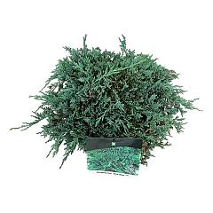 Juniperus hor. 'Icee Blue'