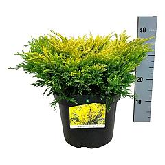 Juniperus hor. 'Limeglow'