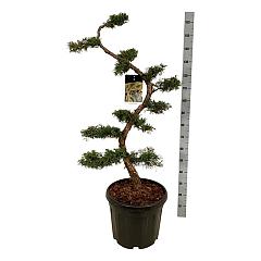 Juniperus pfitzeriana