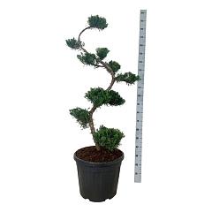 Juniperus pf. 'Mint Julep'