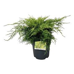 Juniperus pf. 'Pfitzeriana Aurea'