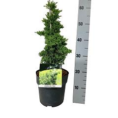 Juniperus procumbens 'Nana'