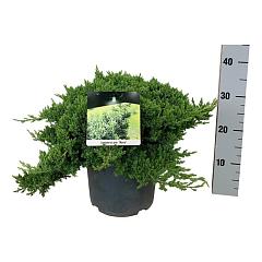 Juniperus procumbens 'Nana'
