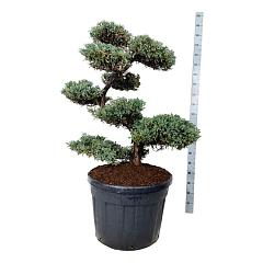 Juniperus squamata 'Blue Carpet'