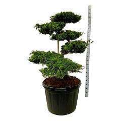 Juniperus squamata 'Blue Carpet'
