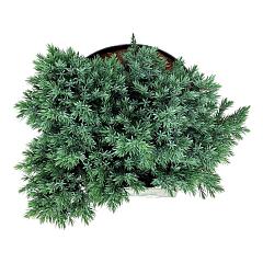 Juniperus squamata 'Blue Star'