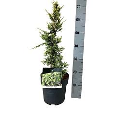 Juniperus squamata 'Holger'