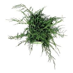 Juniperus virg. 'Grey Owl'