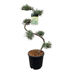 Juniperus virg. 'Grey Owl'