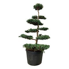 Juniperus virg. 'Grey Owl'