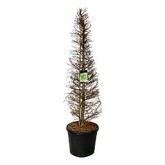 Larix kaempferi