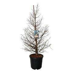 Metasequoia gl. 'Dameswood Tawny Fleece'