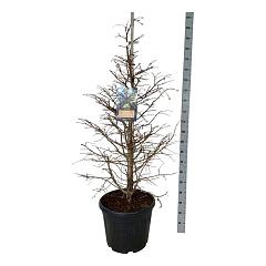 Metasequoia gl. 'Hamlet's Broom'