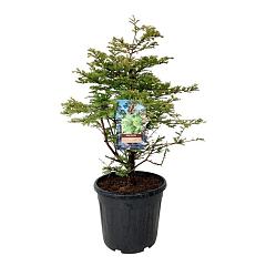 Metasequoia gl. 'Schirrmann's Nordlicht'
