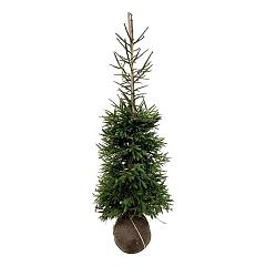 Picea abies