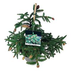 Picea abies 'Acrocona'