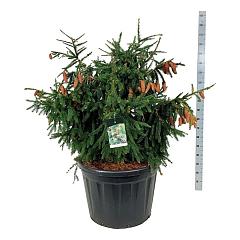 Picea abies 'Acrocona'