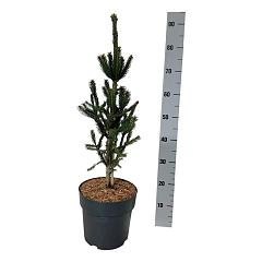 Picea abies 'Columnaris'