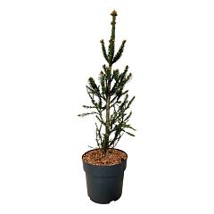 Picea abies 'Columnaris'