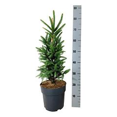 Picea abies 'Cupressina'