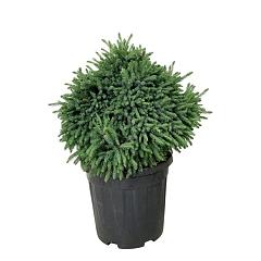 Picea glauca 'Echiniformis'