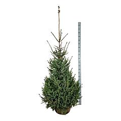 Picea omorika