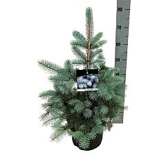 Picea pungens 'Edith'